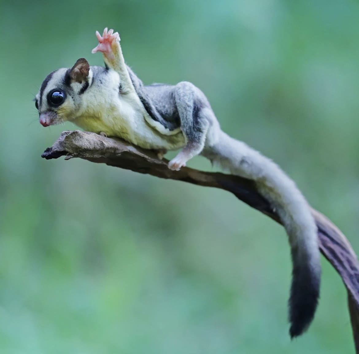 Sugar Glider